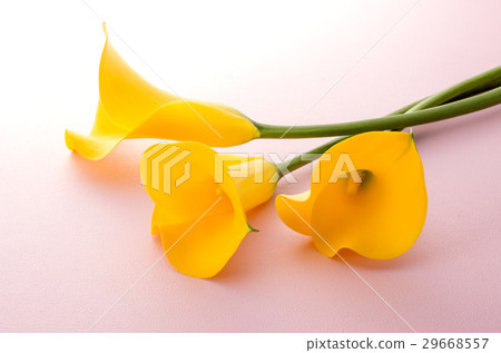 Yellow color 29668557