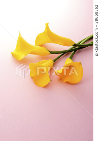 黃色 黃色 29668562