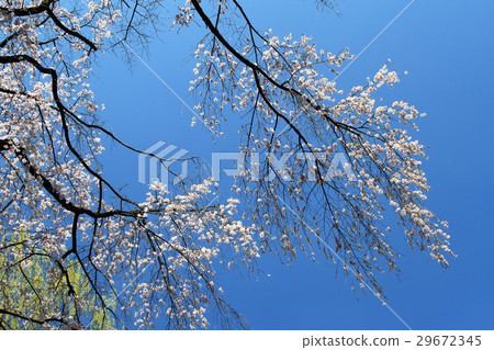 櫻花 櫻花 29672345