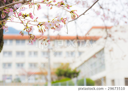 Sakura and school 29673510