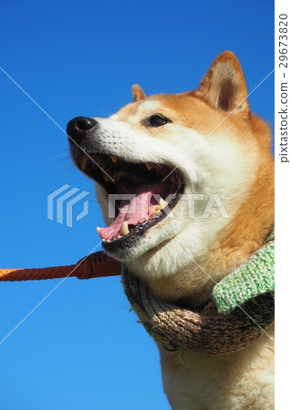 Shiba Inu與圍巾 29673820