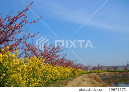 Kawazu cherry blossoms along the river and rape blossoms 29675575