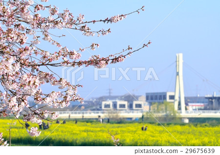 Cherry blossoms and rape blossoms in Gyodo Tsubo 29675639