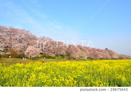Gyodo Tsubo的櫻花和油菜花 Gyodo Tsubo的櫻花和油菜花 29675643