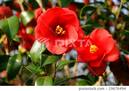 Camellia · flower diagram volume (group) Camellia · flower diagram volume (group) 29676494