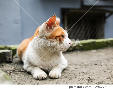 Cat Cat 29677808