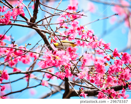 Cherry blossoms  29678387