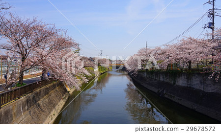Cherry blossom trees on the river side 29678572