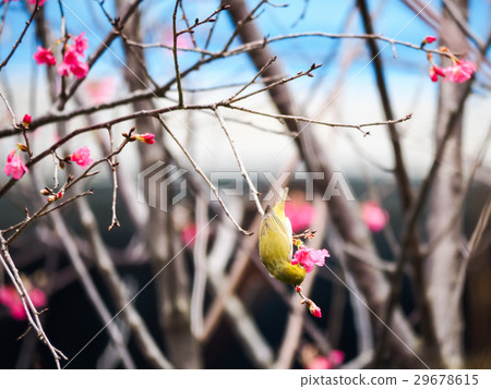 櫻花 櫻花 29678615