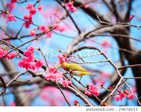 櫻花 29678633