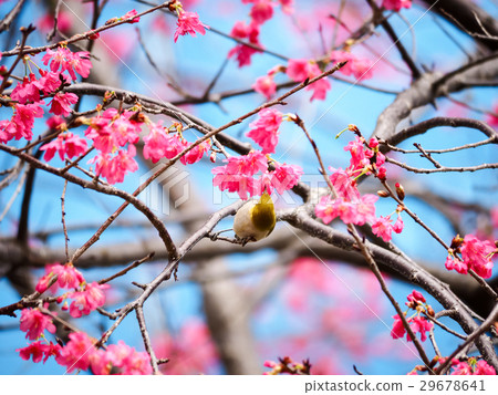 Cherry blossoms Cherry blossoms 29678641