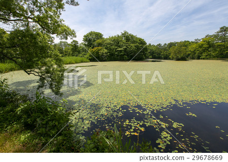 Back Band Ridge Swamp Back Band Ridge Swamp 29678669