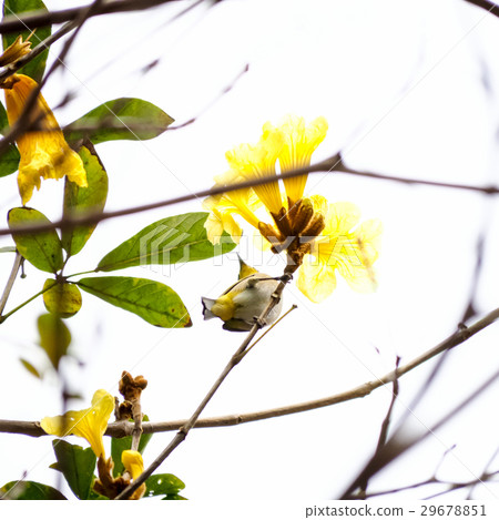 Yellow flower suzuki Yellow flower suzuki 29678851