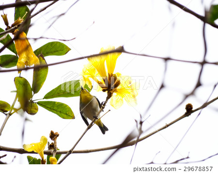 Yellow flower suzuki Yellow flower suzuki 29678857