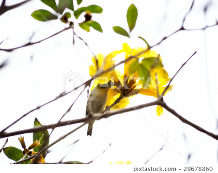 Yellow flower suzuki Yellow flower suzuki 29678860