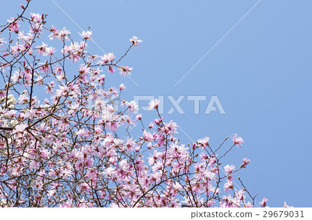 紅熱精神（Benicobushi）/公主四手辣蟲（Shimekobushi） 29679031