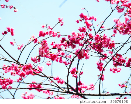 Cherry blossoms Cherry blossoms 29679198