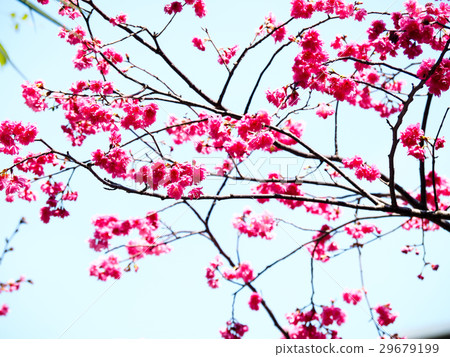 櫻花 櫻花 29679199