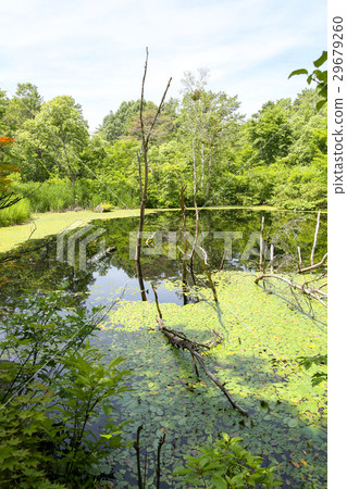 Back Bandai Himenuma Back Bandai Himenuma 29679260