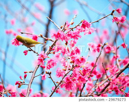 Cherry blossoms  29679273