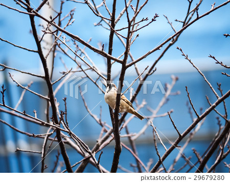Cherry blossoms  29679280
