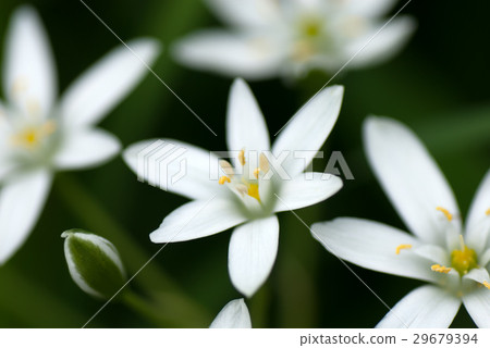 Ohnisogaram Ooamana Star of Bethlehem Star of Bethlehem 29679394