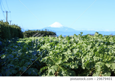 Mt. Fuji from a field of sunny winter Mt. Fuji from a field of sunny winter 29679401