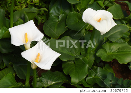 Color flowers Color flowers 29679735