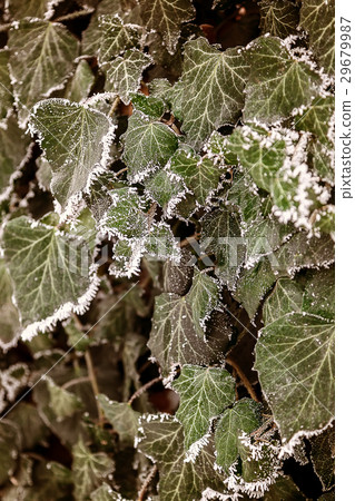 Green leaves under the frost as background 29679987
