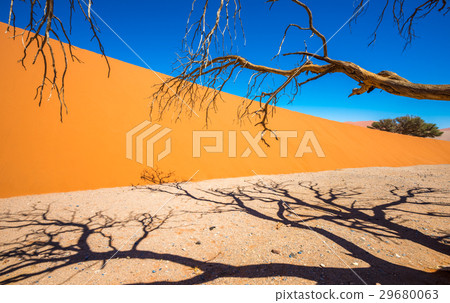 Dead Camelthorn Trees in Sossusvlei, Namib-Naukluf Dead Camelthorn Trees in Sossusvlei, Namib-Naukluf 29680063