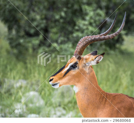 Black-faced impala, Etosha national park, Namibia Black-faced impala, Etosha national park, Namibia 29680068