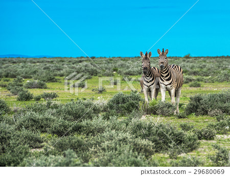 Zebras in Etosha national park, Namibia 29680069