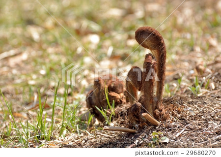 Spring spring bud 29680270