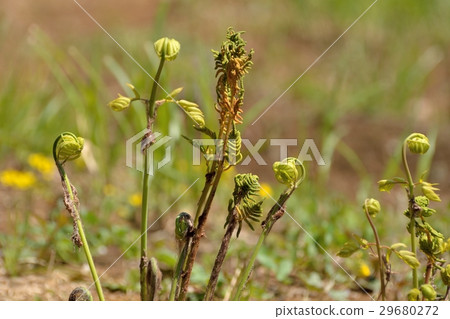 春天的春芽 29680272