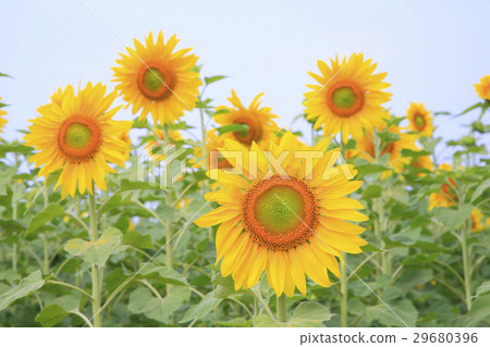 Sun Flower  29680396