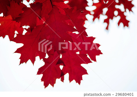 Autumn Oak leaves against the sky as a backdrop 29680401