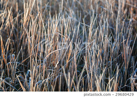 Leaves and grass with hoarfrost as a background Leaves and grass with hoarfrost as a background 29680429