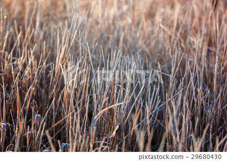 Leaves and grass with hoarfrost as a background Leaves and grass with hoarfrost as a background 29680430