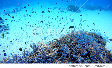 由Tokidaka Tokidaka在沖繩Tokashikijima島上的一群魚群的水下照片 由Tokidaka Tokidaka在沖繩Tokashikijima島上的一群魚群的水下照片 29680520