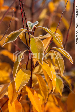 Autumn yellow leaves in the frost  in the sunshine 29680549