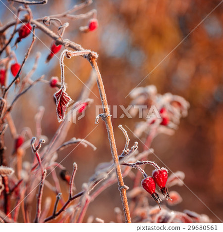 Autumn branch of wild rose with hoarfrost 29680561