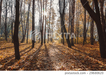 Autumn Forest sunny morning. Landscape. Nature Autumn Forest sunny morning. Landscape. Nature 29680620