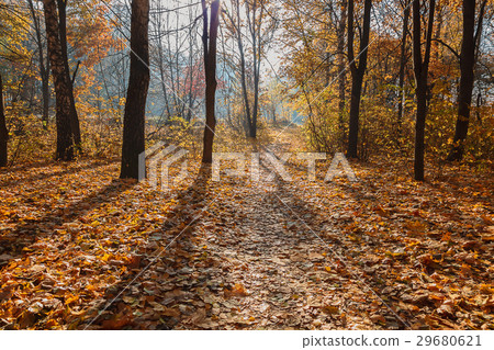 Autumn Forest sunny morning. Landscape. Nature 29680621