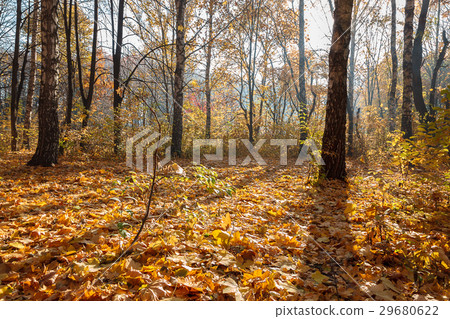 Autumn Forest  sunny morning. Landscape. Nature 29680622