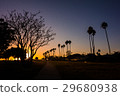 加州日落棕櫚樹 29680938