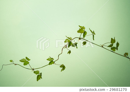 Akebi's Vine Spin Akebi's Vine Spin 29681270