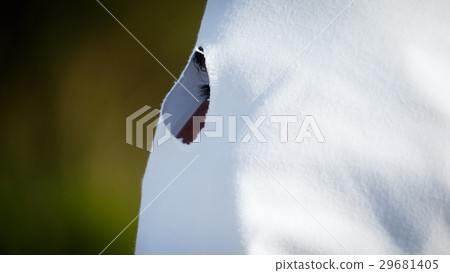 Side view of believer closeup behind shroud 29681405
