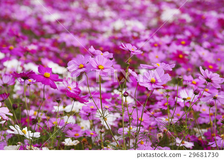 Cosmos 29681730