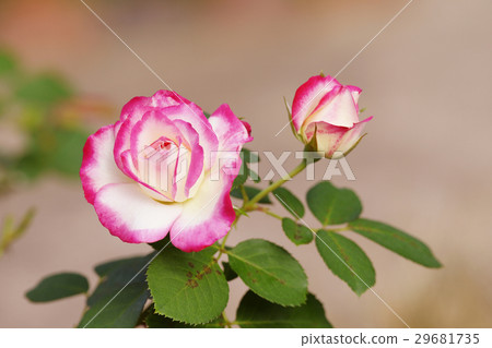 玫瑰 29681735