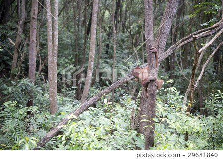 Children's orang utan 29681840